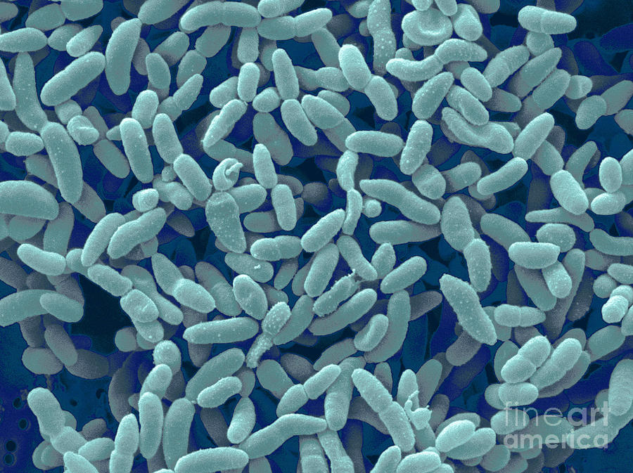 ACETOBACTER